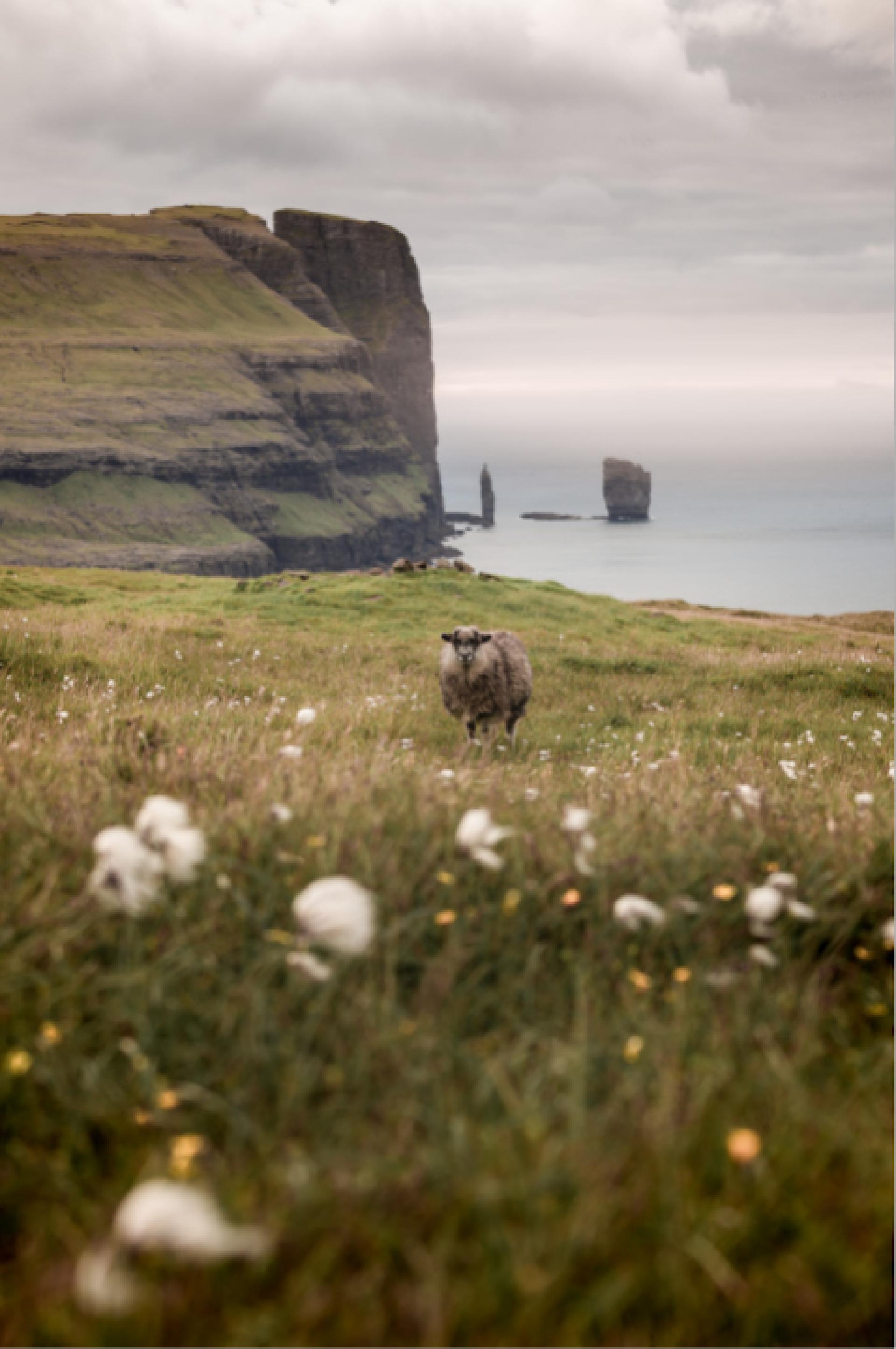 Thumbnail of - A sheep is walking around in nature: the Faroe Islands, an 18-island archipelago located in the heart of the North Atlantic. A stunning backdrop of mountains and cliffs. 
