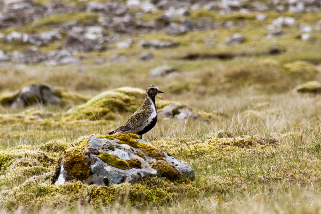 Argir - Kirkjubøur