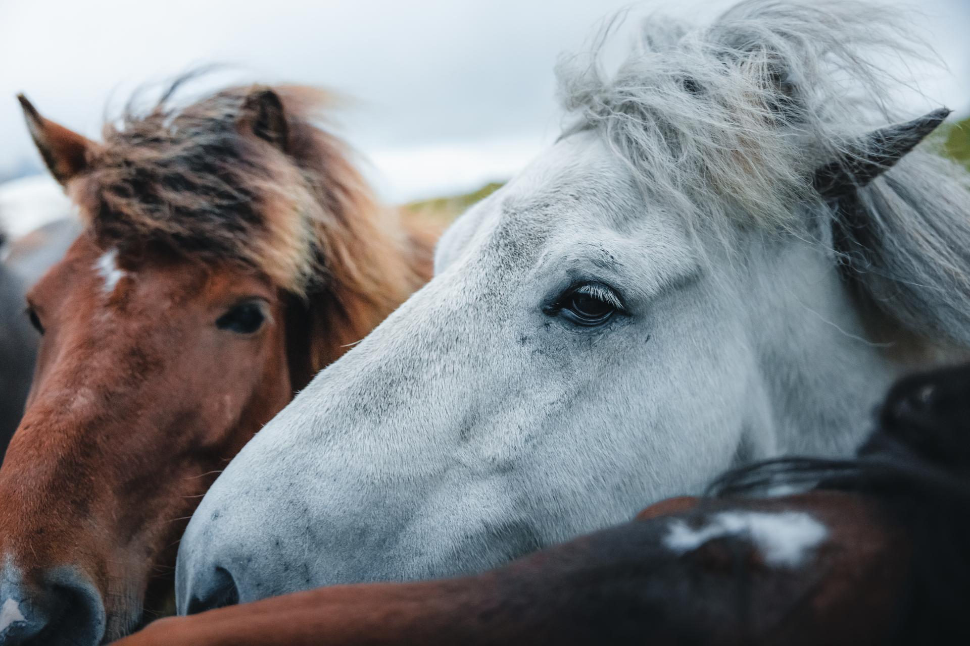 Beautiful horses, roaming the Faroese nature. Shot by Thrainn Kolbeinsson