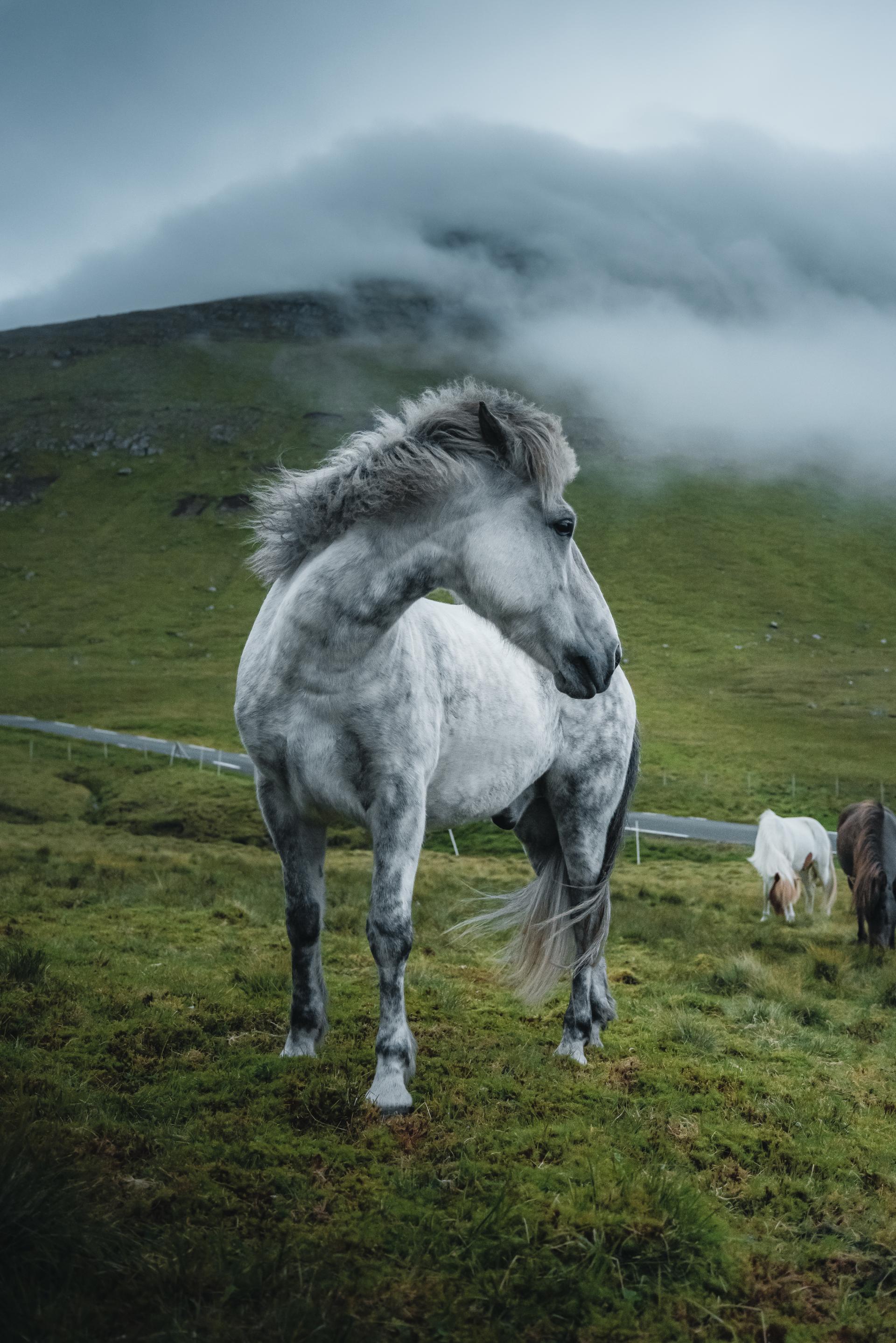 A beautiful white horse, roaming the Faroese nature. Shot by Thrainn Kolbeinsson