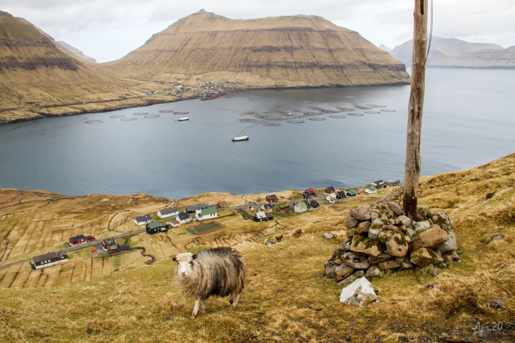 2020-04-16-fuglafj-r-ur-hellurnar-116-img-0052-jpg