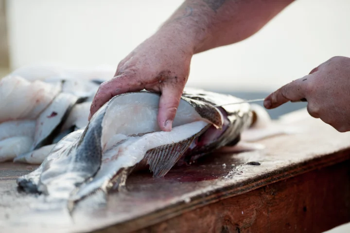 Fish fresh from the ocean
