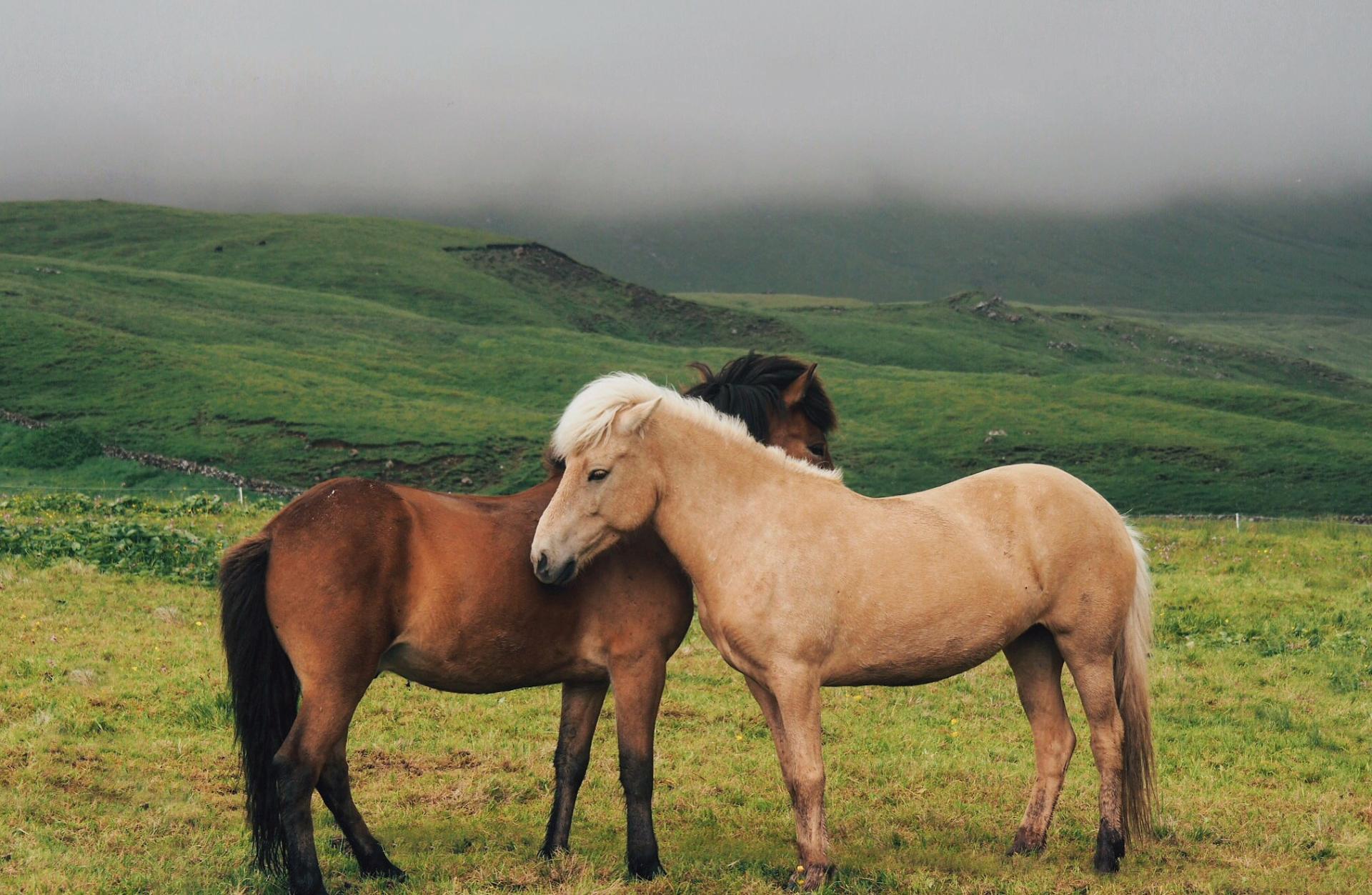 Two beautiful horses, walking in the nature of the Faroe Islands. Shot by Alexandra Lhermite- Schwass