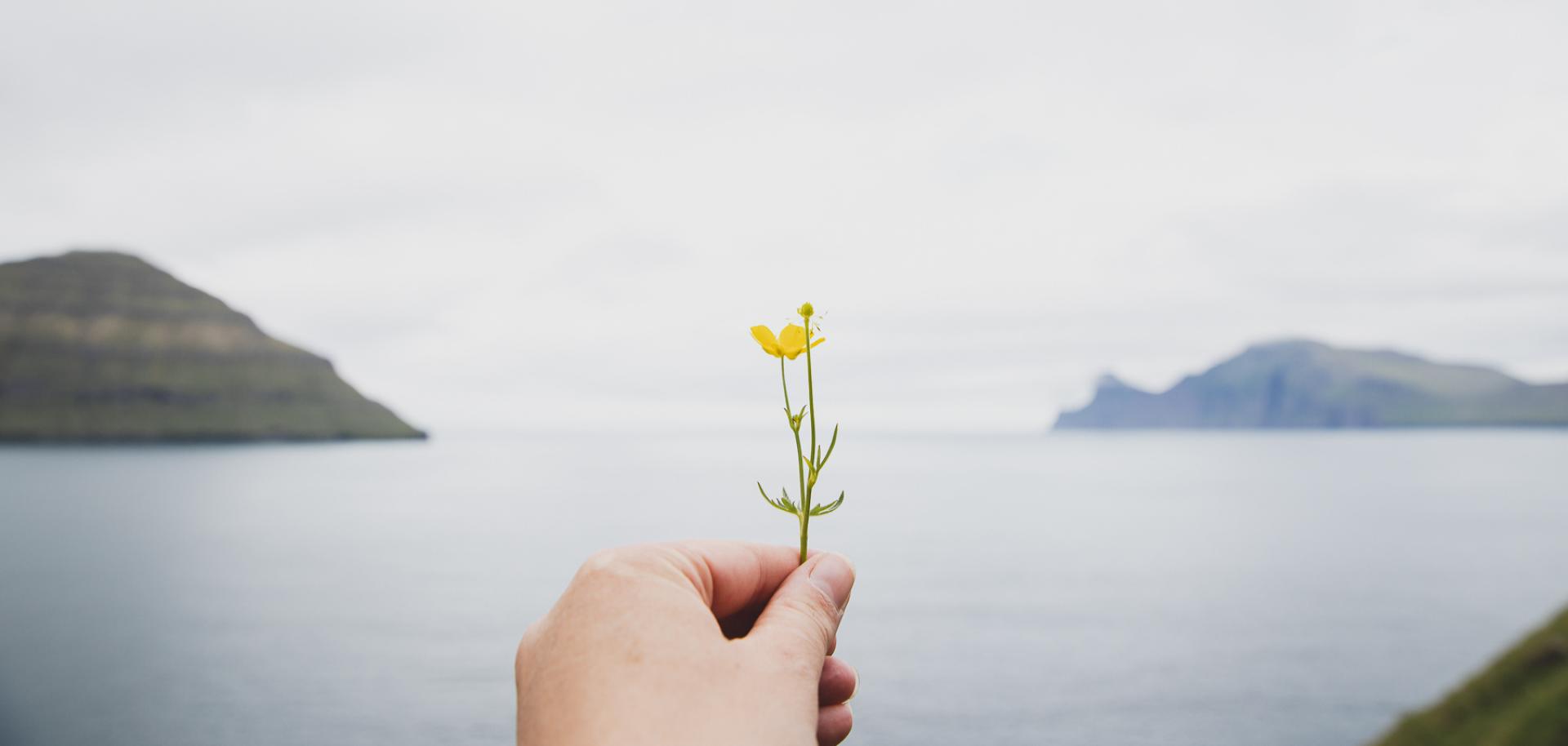 Image of a flower, with a stunning ocean backdrop of The Faroe Islands. Taken by Harriet Olafsdóttir av Gørðum / @byolafsdottir