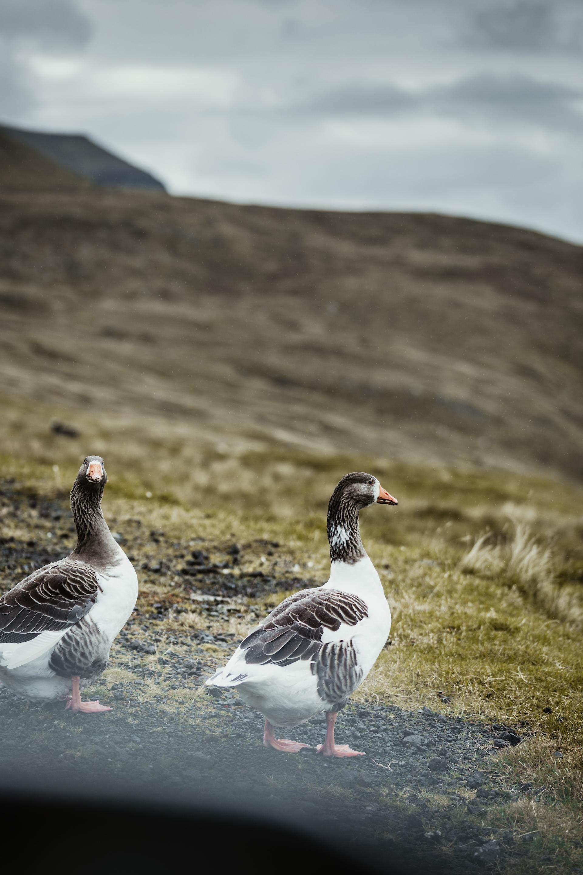 Faroese goose