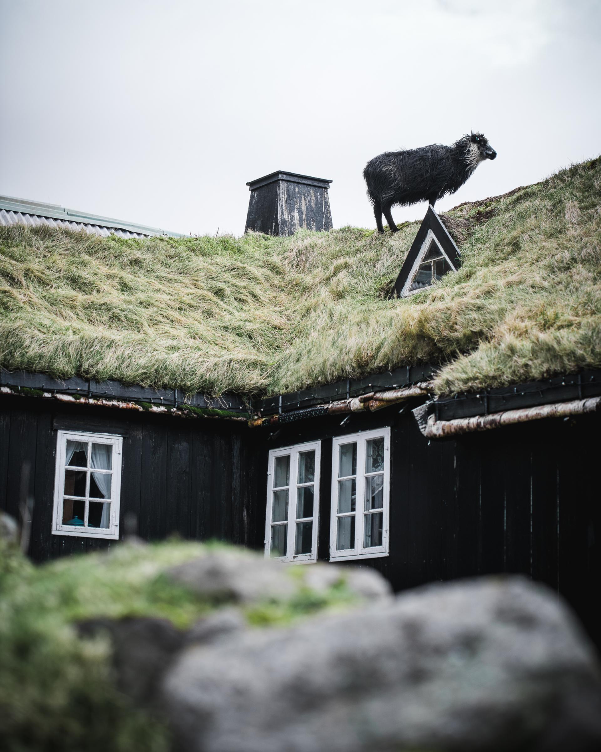 Thumbnail of - Faroese sheep on a grass roofed house in the Faroe Islands