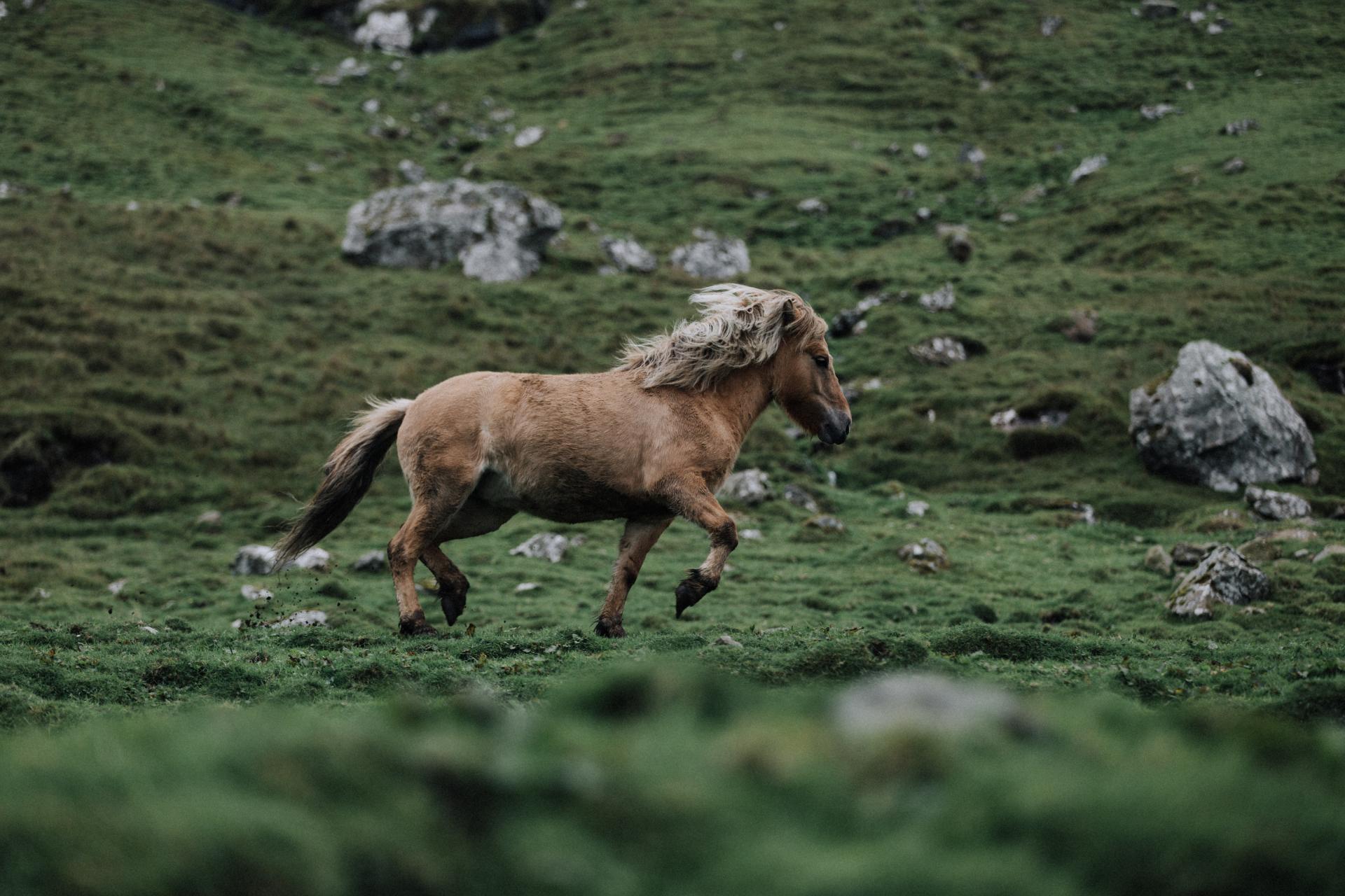 Stunning brown horse running wild in the Faroese nature. shot by Janis Krakops. 