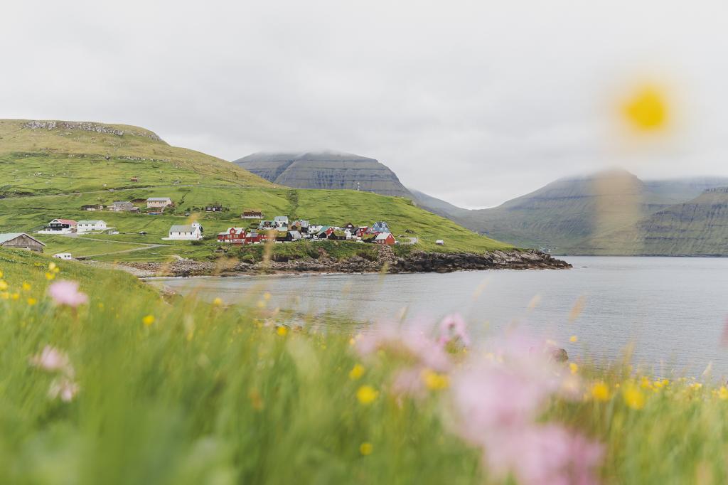 Beautiful nature, flowers with the village, Elduvík, in the background. Faroe Islands. Taken by Harriet av Gørðum / @byolafsdottir