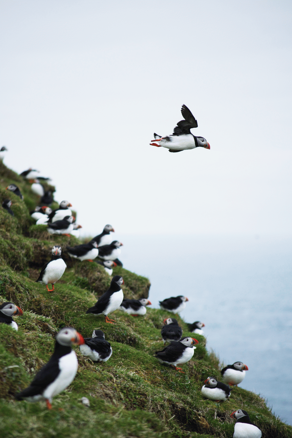 Ready for takeoff! How many of you saw a puffin this summer? | Photo by @zobolondon 