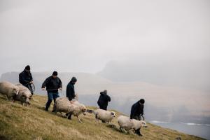 Sheep herding in Tjørnuvík 2019.
Photo: Hannes Becker