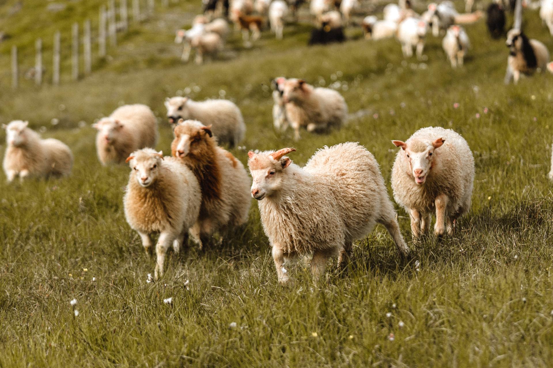Sheep herding in Velbastaður