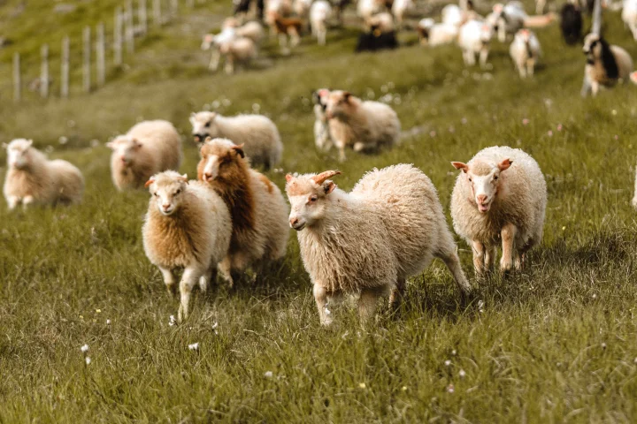 Thumbnail of - Sheep herding in Velbastaður