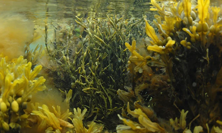 Seaweed (DK)