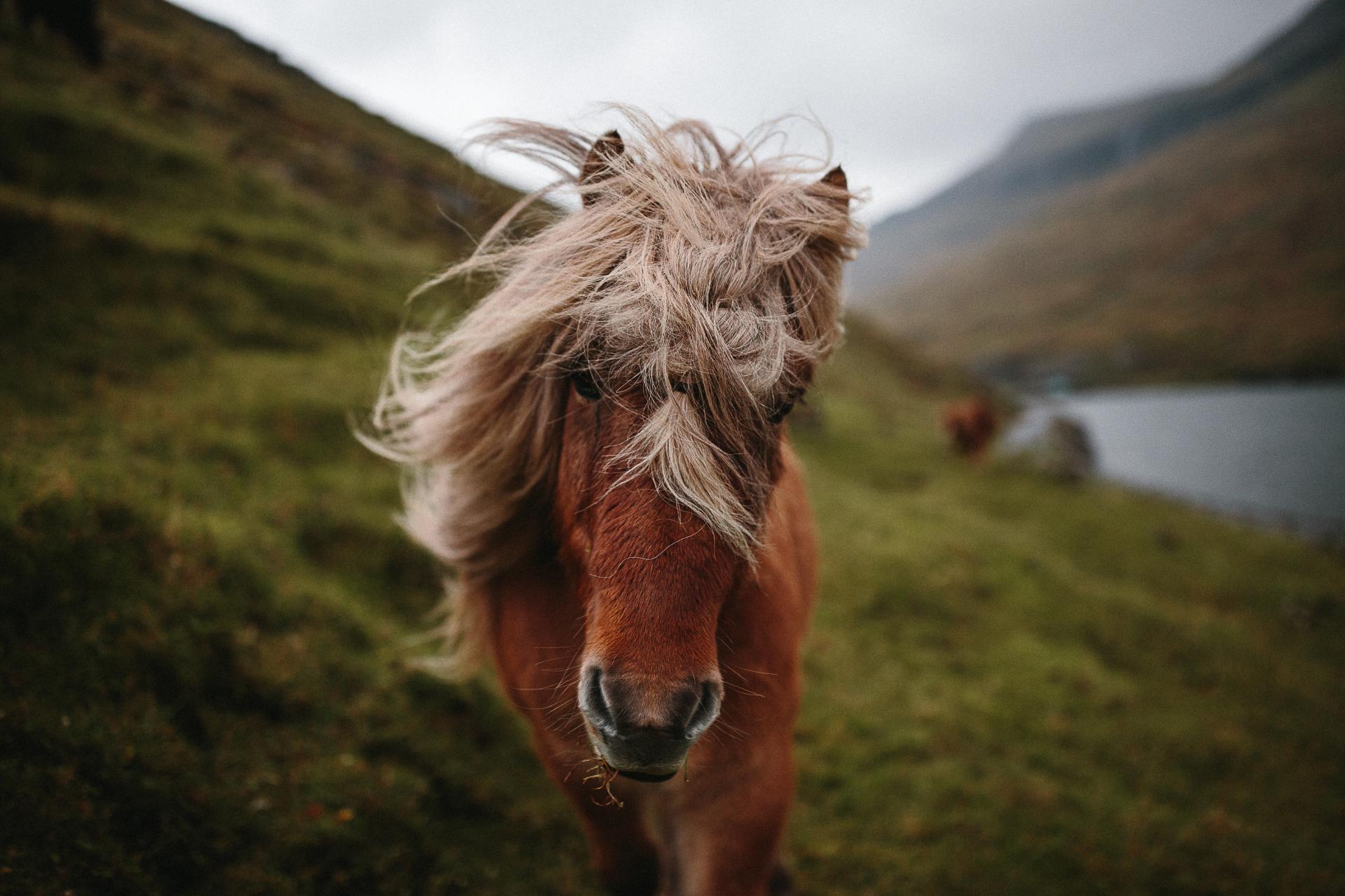 Beautiful horse walking freely in the Faroese nature. Shot by James Frost