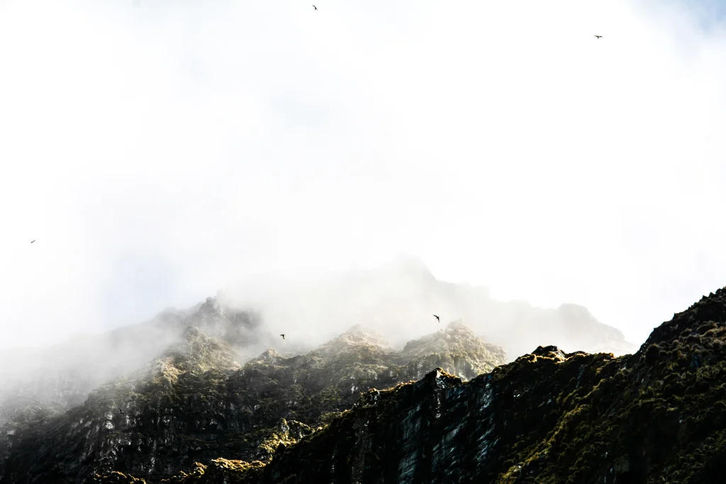 Birdcliffs