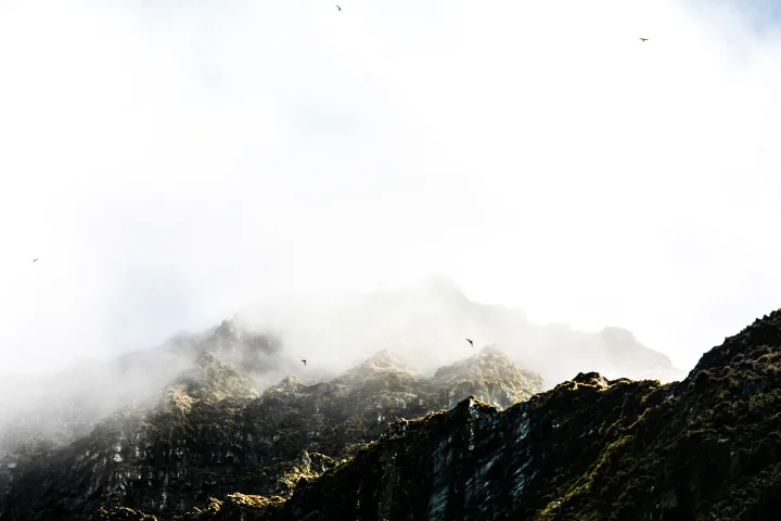 Thumbnail of - Birdcliffs