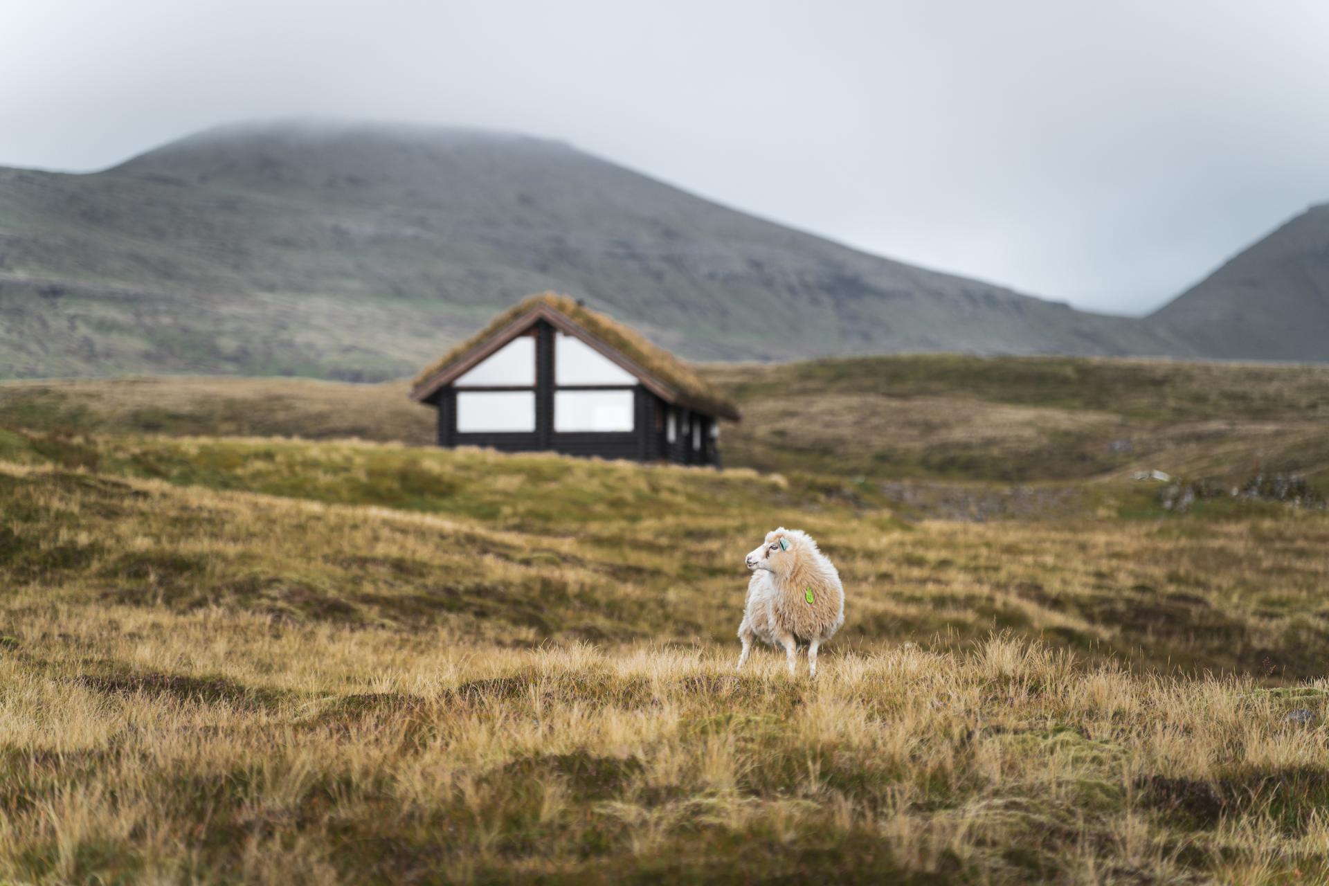 Thumbnail of - Cabin in nature, Faroe Islands. By Paul & Sybille Bréchu / @paulbrechu